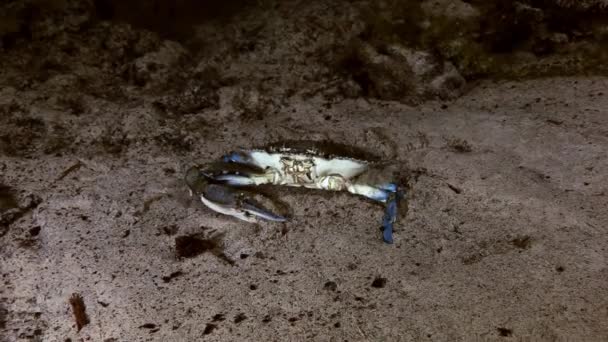 Blaue Krabbe in Höhlenbuschsee Yucatan mexikanische Cenote — Stockvideo