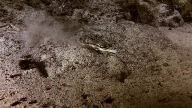 Yucatan Meksika cenote mağara çalı gölü mavi yengeç