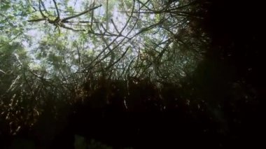 Yucatan Meksika hipotermik Ağaç kökleri su altında.