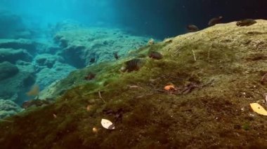 Bush Gölü Yucatan Meksika cenote çizgili balık.