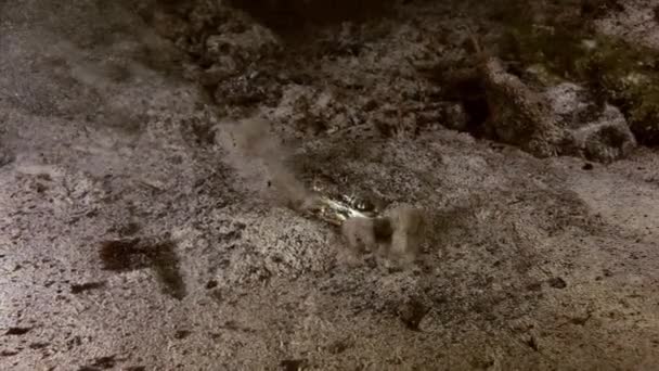 Kék rák a barlang bokorban tó Yucatan mexikói Cenote — Stock videók