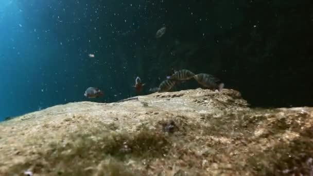 Смугаста риба в кущі озера Юкатан мексиканський ценот. — стокове відео