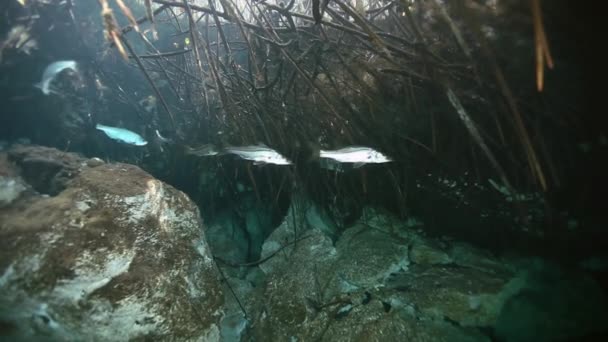 Pescado de plata en lago arbusto Yucatán Cenote mexicano . — Vídeos de Stock