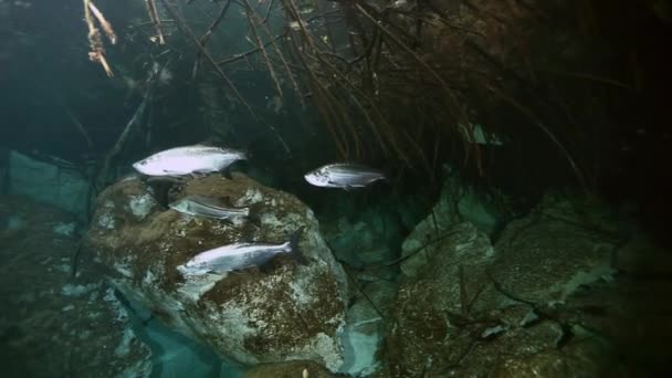 Zilveren vis in Bush Lake Yucatan Mexicaanse Cenote. — Stockvideo