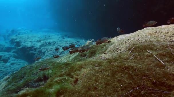 Ryby pasiaste w krzew jezioro Jukatan meksykański Cenote. — Wideo stockowe