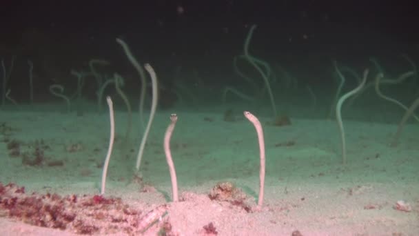Garden eels feed in the water column at night. — Stock Video
