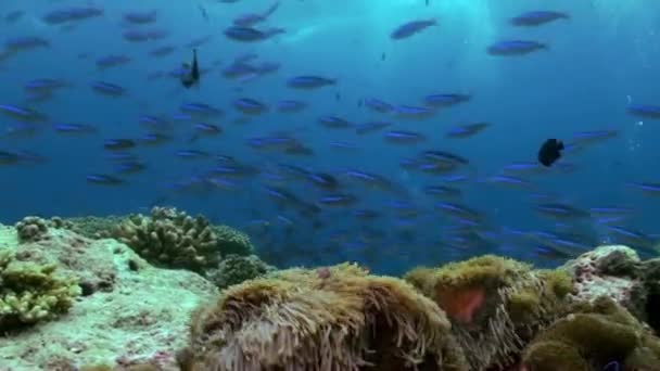 Escuela de peces tropicales pequeños multicolores en el arrecife — Vídeo de stock