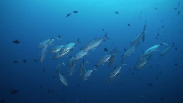 Big hungry tuna in search of food at night on reef — Stock Video