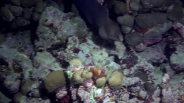 Gran morena nadar en el arrecife en busca de comida . — Vídeos de Stock