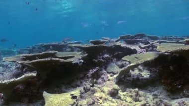 Mercan resiflerinin sualtı manzarası. Maldivler.