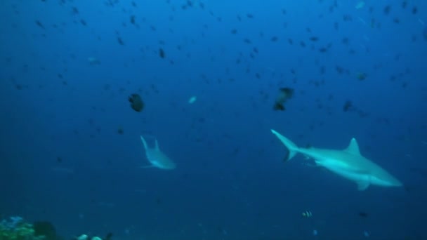 Le requin nage au bord du récif à la recherche de nourriture.