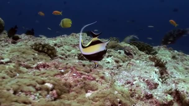 Рыба-бабочка на рифе в сумерках в поисках пищи. — стоковое видео