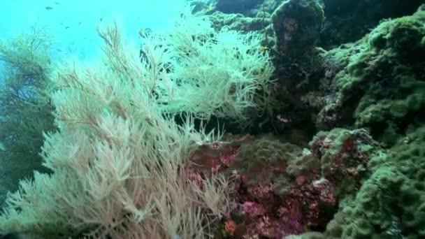 Заросли разноцветных мягких кораллов на рифе в океане. — стоковое видео