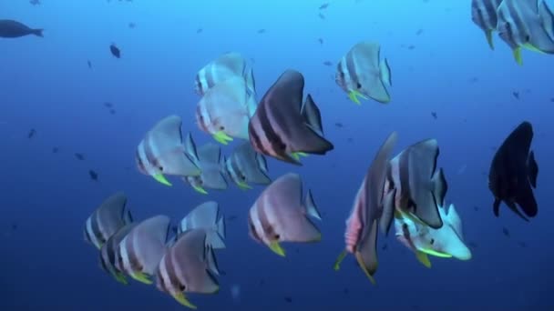 Okul Sürüsü Kelebek balık gün batımında resif. — Stok video