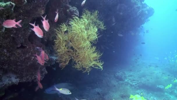 Escuela de peces tropicales en arrecife en busca de comida. — Vídeos de Stock