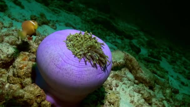 Anémonas y peces payaso por la noche en el fondo del mar . — Vídeo de stock