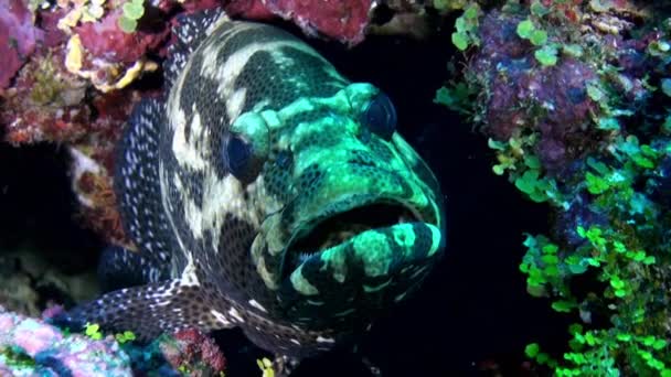 Poisson-mérou sur fond sablonneux de sommeil la nuit . — Video