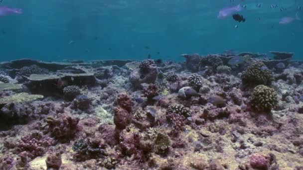 Undervattens landskap av korallrev. Maldiverna. — Stockvideo