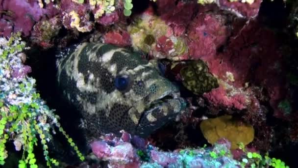 Grouper fisk på sandbotten av sömnen på natten. — Stockvideo