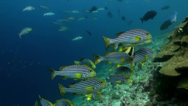 Escola Flok de peixes listrados tropicais no recife . — Vídeo de Stock