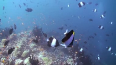 Resifteki deniz çorbasında renkli balık sürüsü..