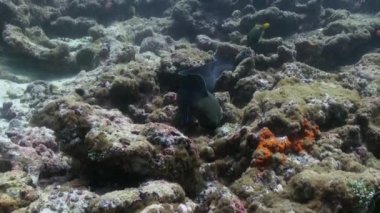 Deniz tabanında kırmızı anemonlar ve palyaço balık.