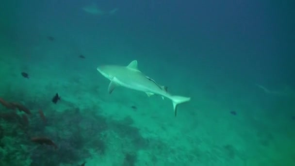 Tiburón nada en el borde del arrecife en busca de comida. — Vídeo de stock