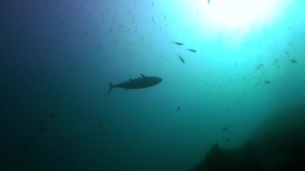 Big hungry tuna in search of food at night on reef — Stock Video