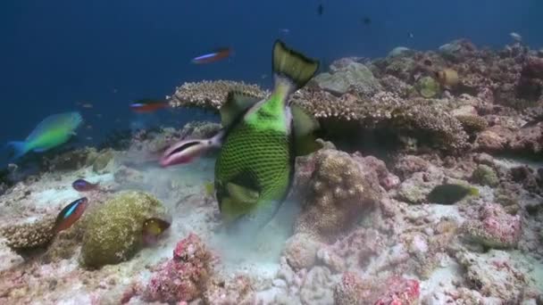 Triggerfish en el arrecife en el mar oceánico en busca de comida — Vídeo de stock