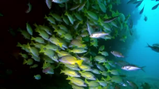 Escuela de peces tropicales en arrecife en busca de comida. — Vídeo de stock