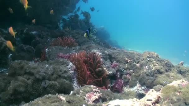 Rode anemonen en clown vis op de zeebodem. — Stockvideo