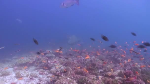 Escuela bandada de peces de colores en la sopa de mar en el arrecife. — Vídeos de Stock