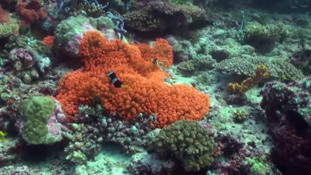 Sinaasappel anemonen en clown vis op de zeebodem. — Stockvideo