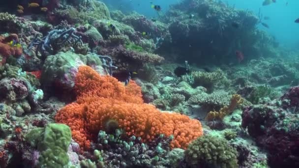 Anémonas naranjas y peces payaso en el fondo del mar . — Vídeo de stock