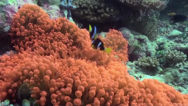 Orange anemones and clown fish on the sea floor. — Stock Video