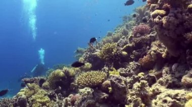 Mercan resif sualtı manzara. Kızıldeniz.
