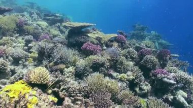 Mercan resif sualtı manzara. Kızıldeniz.