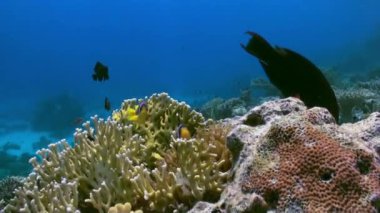 Mercan resif sualtı manzara. Kızıldeniz.