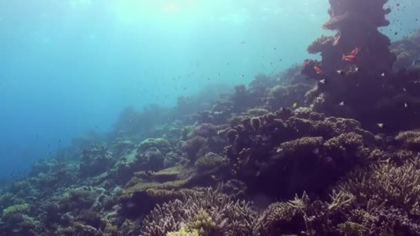 Paisagem subaquática do recife de coral. Mar Vermelho . — Vídeo de Stock