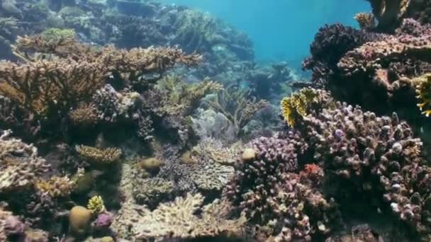 Paisaje submarino de arrecife de coral. Mar Rojo . — Vídeo de stock