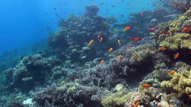 Paisaje submarino de arrecife de coral. Mar Rojo . — Vídeo de stock