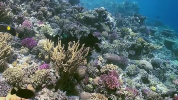 Paisaje submarino de arrecife de coral. Mar Rojo . — Vídeo de stock