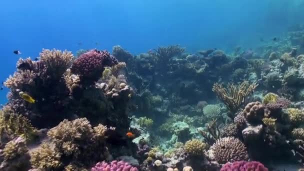 Paisaje submarino de arrecife de coral. Mar Rojo . — Vídeo de stock