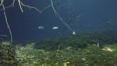 Bush Gölü Yucatan Meksika hipotermik çizgili balık.