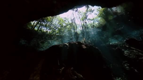 Zobrazení stromů z pod vodou v mexické cenote. — Stock video