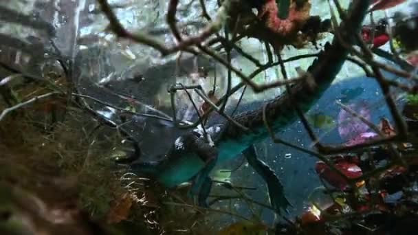 잔디와 멕시코 cenote에서 뿌리에 악어. — 비디오