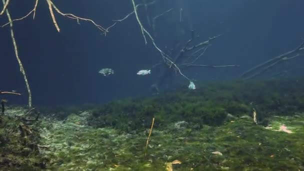 Pesce a strisce nel bush lago Yucatan Messico cenote . — Video Stock
