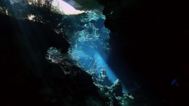 Raidallinen kala pensas järvi Yucatan Meksiko cenote . — kuvapankkivideo