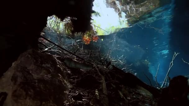 Randig fisk i bush sjön Yucatan Mexico cenote. — Stockvideo