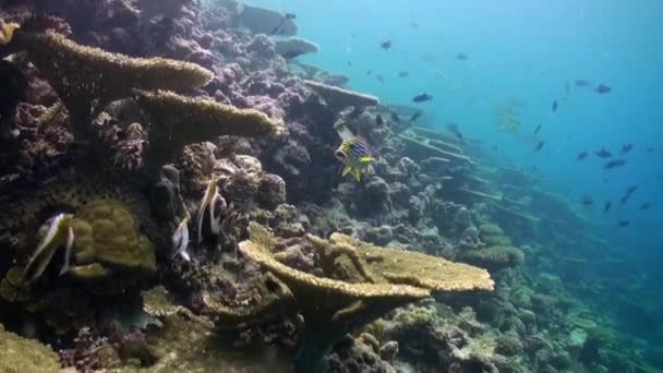 Подводный пейзаж кораллового рифа. Мальдивы. — стоковое видео